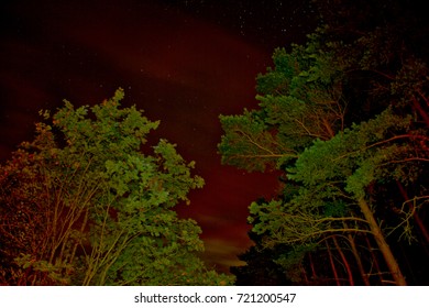 Night forest view
