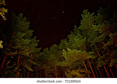 Night forest view