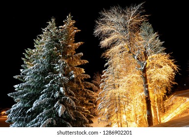 Night Forest In The Village Of Courchevel Le Praz