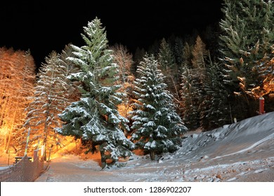 Night Forest In The Village Of Courchevel Le Praz