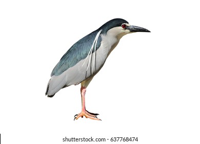 Night Heron