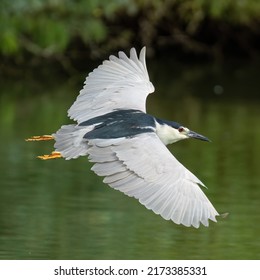 Night Heron In Flight Gilbert, AZ