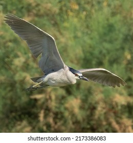 Night Heron In Flight Gilbert, AZ