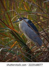 A Night Heron In Marsh