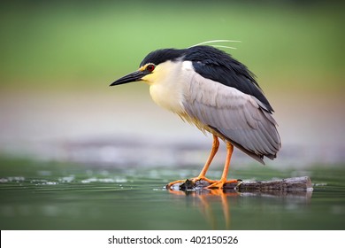Night heron, Nycticorax nycticorax, grey water bird sitting by the water, animal in the nature habitat, Bulgaria.