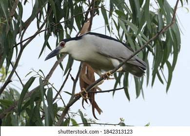 Night Heron (Nycticorax )is Wetland Bird Of Jhapa District, Eastern Nepal.