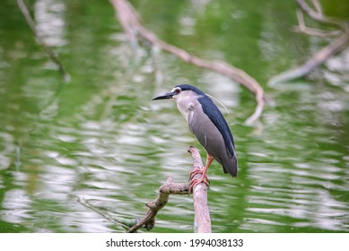 The night herons primarily eat small fish, crustaceans, frogs, aquatic insects, and small mammals. During the day, they rest in trees or bushes. - Powered by Shutterstock