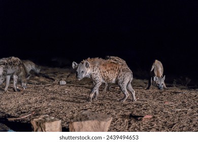 A night with hyenas in Harar, Ethiopia