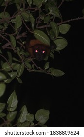 Night Image Of A Hanging Indian Flying Fox