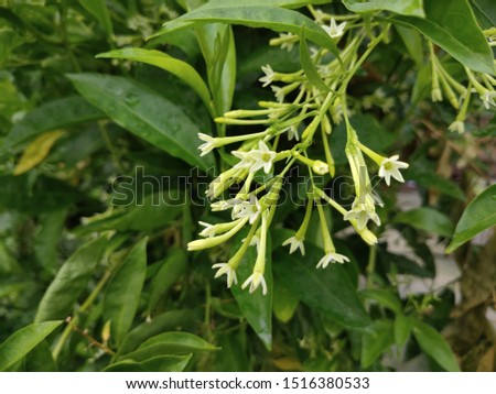 Night jasmine (botanical name: Cestrum Nocturnum) Solnesi (Solanaceae) is a plant of the total. It is an indigenous plant of South Asia and West Indies . In it, very fragrant flowers bloom at night.