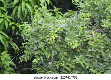 Night Jasmine Tree - Medicinal Plant