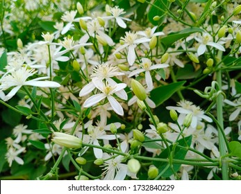 Night Jessamine Or Cestrum Nocturnum, Night Blooming Jasmine,or Raatrani

