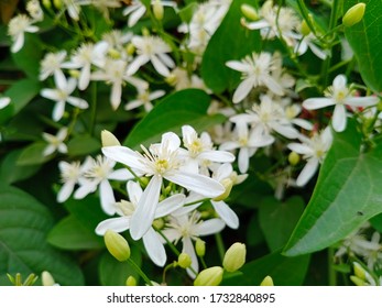 Night Jessamine Or Cestrum Nocturnum, Night Blooming Jasmine, Or Raatrani

