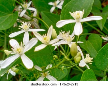 Night Jessamine Or Cestrum Nocturnum, Night Blooming Jasmine, Or Raatrani.