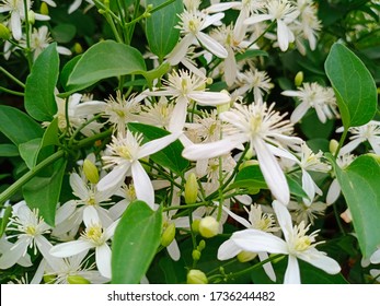 Night Jessamine Or Cestrum Nocturnum, Night Blooming Jasmine, Or Raatrani