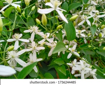 Night Jessamine Or Cestrum Nocturnum, Night Blooming Jasmine, Or Raatrani.