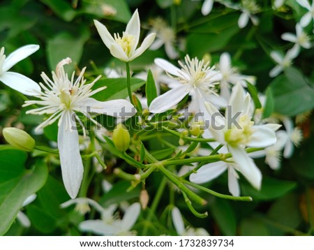 Night jessamine or Cestrum nocturnum, night blooming jasmine, or raatrani.

