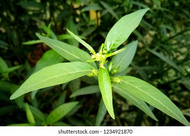 Night Jessamine Green Leaves Plant