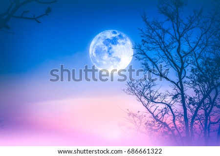 Night landscape of colorful sky, foggy is swinging between silhouette of dry tree and bright full moon. Serenity nature background. Outdoor at nighttime. The moon taken with my own camera.