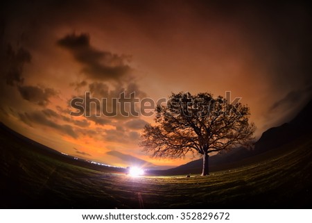 Night landscape with lonely tree in  Dobrogea, Romania