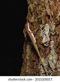 Night lizard on a tree trunk 