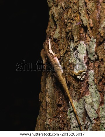 Night lizard on a tree trunk 
