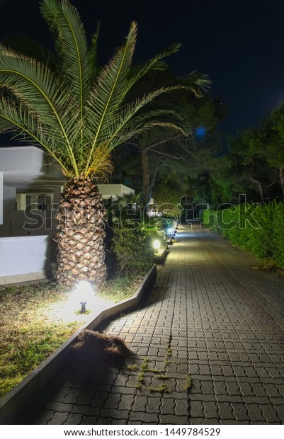 Night luxury homes by night with illuminated path\
and beautiful palm tree\
