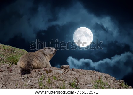 night moon portrait of marmot portrait groundhog on mountain background
