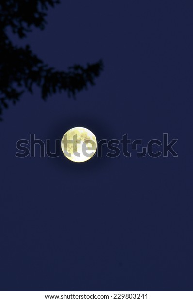 Night, the moon and trees. Polar Ural, Komi\
Republic, Russia.
