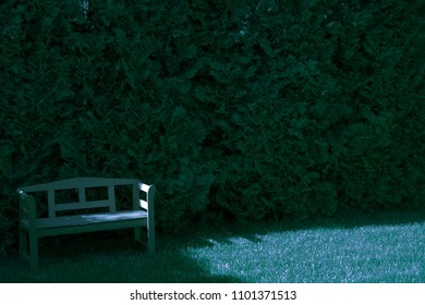 
Night Moonlight, Bench In The Garden On A Background Of A Green Wall Of Tuja