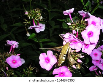 Night Moth On The Flowers Of Phlox