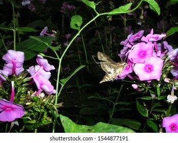 Night Moth On The Flowers Of Phlox