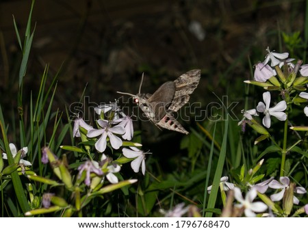 Night moth - sphinx moth, feeds on flower nectar. Photographed during the night