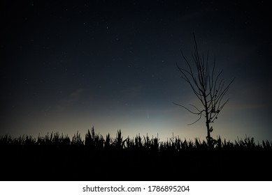 Night Photo Of C/2020 F3 Neowise Comet Above Corn Field With Tree Silhouette