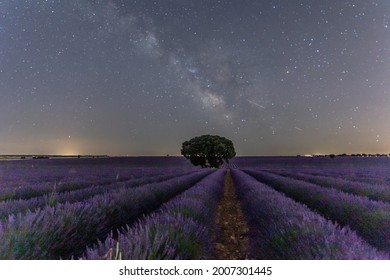 2,482 Milky Way Flower Images, Stock Photos & Vectors 