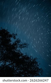 Night photo showing circular star trails and tree branches silhouetted against the sky