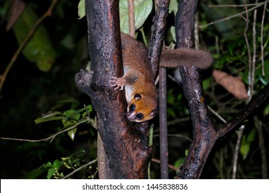 Night Portrait Of The Brown Mouse Lemur Microcebus Rufus Aka Eastern Rufous Or Russet ,Ranomafana, Fianarantsoa, Madagascar