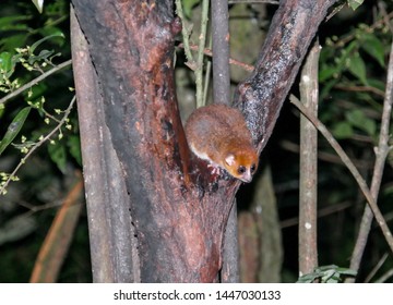 Night Portrait Of The Brown Mouse Lemur Microcebus Rufus Aka Eastern Rufous Or Russet