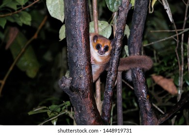 Night Portrait Of The Brown Mouse Lemur Microcebus Rufus Aka Eastern Rufous Or Russet ,Ranomafana, Fianarantsoa, Madagascar