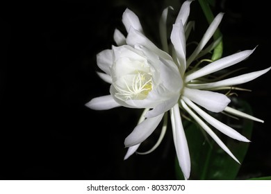 Night Queen Flower