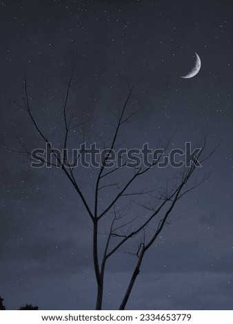 night scene with dead tree objects, photographed from below