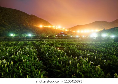 Night Scenery Of A Calla Lily Flower Field, A Tourist Farm In Yangmingshan National Park In Suburban Taipei, Taiwan, With Street Lights Of A Highway Glistening By The Mountainside In Twilight