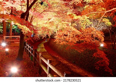 Night Scenery Of Illuminated Maple Trees With Fiery Foliage By A Stream And Fallen Leaves Covering The Ground In A Japanese Garden Of Kitano Tenmangu Jinjia, Which Is A Shinto Shrine In Kyoto, Japan