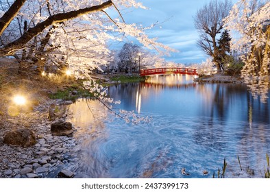 Night scenery of illuminated Sakura (cherry blossom) trees on the lakeside with fallen petals on the water and a red bridge in background at blue dusk, in Garyu Park 臥竜公園, Suzaka 須坂, Nagano 長野, Japan