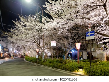 Night scenery of a street in downtown Kyoto during Sakura season with beautiful cherry blossom trees on the roadside lit up by the street lights ~ Sakura Hanami is a popular activity in spring season