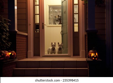 Night Shot Of Dogs At A Door On Halloween