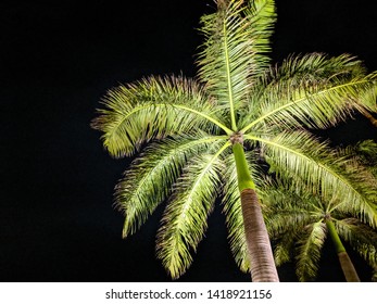 Night Shot Of A Palm Tree - Punta Cana