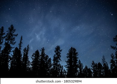 Night Sky With Dark Forest Silhouette