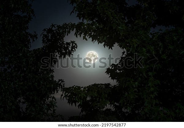 Night sky and full moon image with leaves and\
foliage frame. Night moon\
image.