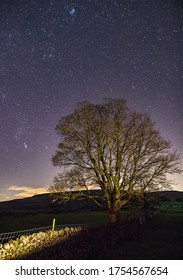 Night Sky Full Of Stars Over A Large Tree In The Yorkshire Dales